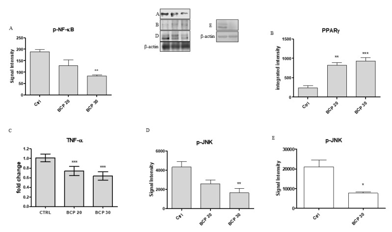 The graphs represent the protein expression of pNF-κB (A), PPARγ (B), pJNK (D,E) and mRNA expression of TNF-α (C) from U373 cells untreated and treated with BCP at the doses of 20 and 30 μg/mL and U87 cells (E) untreated and treated with BCP at the dose of 30 μg/mL. After the densitometric analysis, the data are expressed as signal intensity and as means ± SD. * p < 0.05, ** p < 0.01, *** p < 0.001, vs. the control.