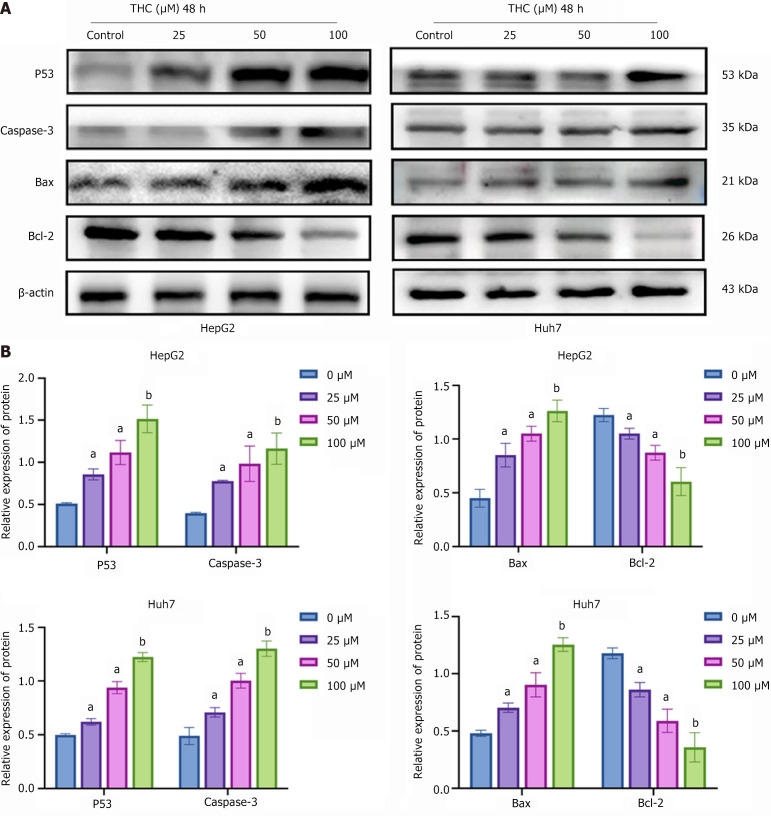 Effect of tetrahydrocurcumin on the expression of P53 signaling pathway-related proteins in hepatocellular carcinoma cells. A: Western blotting analysis of core P53 signaling pathway-related proteins. HepG2 and Huh7 cells were treated with tetrahydrocurcumin (25, 50, or 100 μM) for 48 hours. Representative blots of P53, caspase-3, Bax, and Bcl-2 protein expression; B: Western blotting analysis of the expression of core proteins related to the P53 signaling pathway in hepatocellular carcinoma cells after drug treatment. All data are presented as the mean ± SD, n = 3. aP < 0.05; bP < 0.01; THC: Tetrahydrocurcumin.