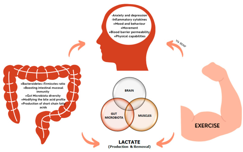The brain-gut-muscle axis. Increases in lactate, characteristic of neurodegenerative diseases, are controlled by exercise, which regulates systemic and brain lactate levels. Additionally, changes in the microbiota diversity and intestinal profile affect to the production of SFCAs, which can cross the blood brain barrier. Under neurodegenerative conditions, changes in mood, behavior, and cognition, together with alterations in the blood-brain barrier and the inflammatory state, have been reported, leading to neuronal death. The release of brain-derived neurotrophic factor (BDNF) during and after exercise contributes to the neuroplasticity, improving the neurodegenerative condition.
