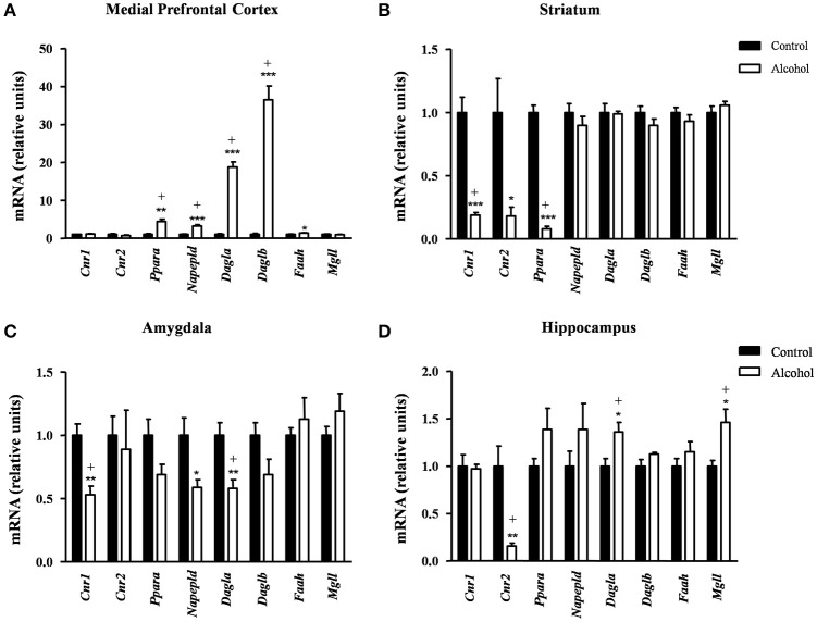 Relative mRNA expression of endocannabinoid signaling-related genes in different brain regions of adult rats exposed to intermittent adolescent alcohol. Relative mRNA expression of Cnr1, Cnr2, Ppara, Napepld, Dagla, Daglb, Faah and Mgll in the medial prefrontal cortex (A), striatum (B), amygdala (C), and hippocampus (D). Bars represent the mean ± SEM (8 animals per group). Data were analyzed by Student's t-test (Welch's correction) and Benjamini-Holchberg false discovery rate procedure for multiple comparisons. *p < 0.05, **p < 0.01 and ***p < 0.001 denote significant differences compared with the control group. (+) denotes significant differences compared with the control group after adjustment for multiple comparisons in each brain region.