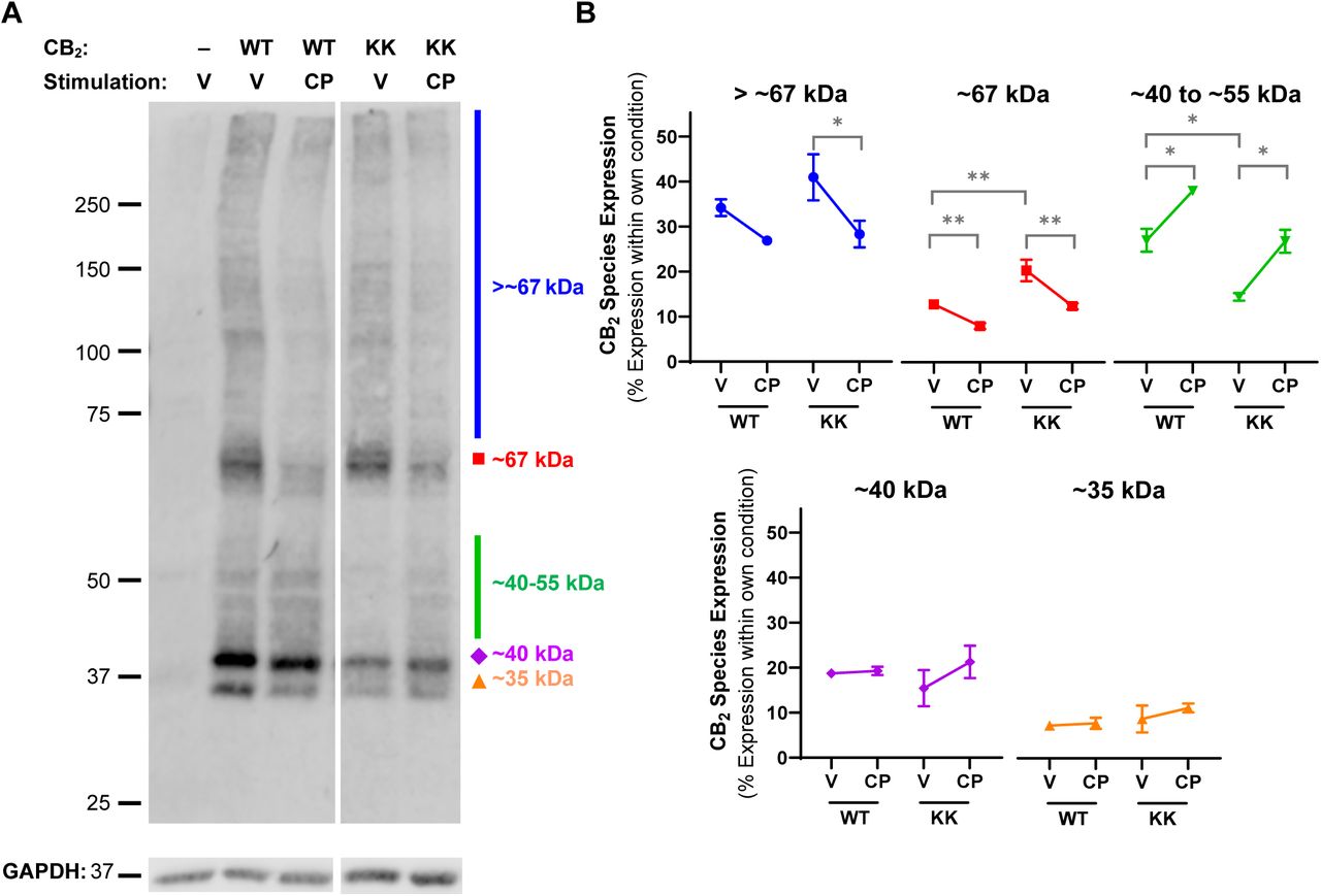 Western blot analysis for CB2 wt and KK mutant HEK cells transiently expressing CB2 wt (“WT”), KK mutant (“KK”), or benign vector, were treated with vehicle (V) or 1 µM CP 55,940 (CP) for 3 hours.(A) Western blot for anti-HA to detect CB2 (top panel) or GAPDH control protein (bottom panel). Molecular weight markers shown in kDa. All lanes are from the same membrane and displayed at the same intensity, but re-arranged for presentation. Representative of three independent experiments. (B) Each distinct band, or molecular weight range, was normalised to the total signal from the entire lane within the same experimental condition – i.e. each is represented as a percentage of total receptor expression. P values for significant differences between Vehicle and CP 55,940 or WT and KK (comparisons indicated by brackets) are indicated graphically as: * <0.05, ** < 0.005. Data are presented as mean ± SEM of three independent experiments.