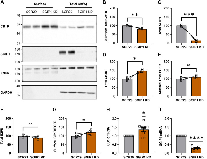 SGIP1 knockdown decreases the surface:total ratio of endogenous CB1R. (A) Representative immunoblots showing surface (left) and total (right; 20%) levels of endogenous CB1R in DIV14 cortical neurons transduced with SCR29 or SGIP1-targeting shRNA (SGIP1 KD). Blots were probed with anti-SGIP1 to determine efficiency of SGIP1 knockdown. Only experiments with >80% efficiency of SGIP1 knockdown were analysed. EGFR was included as a control surface protein and GAPDH was included as a loading control. The two lanes for each condition represent duplicate experiments from the same neuronal culture preparation. Positions of molecular mass markers are indicated in kDa. (B–G) Quantification of data represented in A, expressed as percentage of the SCR29 control. Paired two-tailed t-tests (t statistics are shown with degrees of freedom indicated in parentheses); n=4 independent experiments (values for each independent experiment are the average of duplicates). (B) Surface:total ratio of CB1R is significantly reduced with SGIP1 KD compared to SCR29 control [SCR29 versus SGIP1 KD: mean±s.e.m., 100.00±1.48 versus 81.23±1.48; t(3)=6.364, **P=0.0079]. (C) SGIP1 levels are knocked down by ∼87% with SGIP1 KD compared to SCR29 control [SCR29 versus SGIP1 KD: mean±s.e.m., 100.00±2.82 versus 13.10±2.82; t(3)=15.42, ***P=0.0006]. (D) Total levels of CB1R are significantly increased with SGIP1 KD compared to SCR29 control [SCR29 versus SGIP1 KD: mean±s.e.m., 100.00±4.22 versus 146.40±4.22; t(3)=5.493, *P=0.0119]. (E) SGIP1 KD has no significant effect on EGFR surface:total levels [SCR29 versus SGIP1 KD: mean±s.e.m., 100.00±4.18 versus 110.10±4.18; t(3)=1.210, P=0.138]. (F) SGIP1 KD has no significant effect on EGFR total levels [SCR29 versus SGIP1 KD: mean±s.e.m., 100.00±3.94 versus 81.23±3.94; t(3)=1.406, P=0.094]. (G) There is no significant difference in absolute levels of surface CB1R upon SGIP1 KD when normalised to surface EGFR [SCR29 versus SGIP1 KD: mean±s.e.m., 100.00±6.28 versus 121.5±6.28; t(3)=1.714, P=0.1851]. (H,I) RT-qPCR of DIV14 and DIV15 cortical neurons transduced with SCR29 or SGIP1 KD lentivirus. Cycle threshold (Ct) values for the gene of interest were normalised to those for Gapdh (ΔCt) and presented as fold change compared to SCR29 control (2−ΔΔCt). In H,I, two-tailed one-sample t-tests (theoretical mean=1; t statistics are shown with degrees of freedom indicated in parentheses); n=8 independent experiments. (H) Knockdown of SGIP1 increases CB1R mRNA levels [SGIP1 KD: mean±s.e.m., 1.367±0.1206 versus theoretical mean=1.000; t(7)=2.963, *P=0.0210]. (I) SGIP1 KD lentivirus reduced SGIP1 transcript levels by ∼70% (SGIP1 KD: mean±s.e.m., 0.3027±0.03127 versus theoretical mean=1.000; t(7)=22.30, ****P<0.0001). ns, not significant.