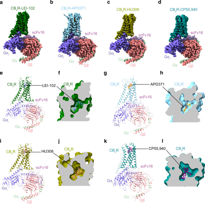 Cryo-EM structures of CB2R-Gi complexes.Cryo-EM density maps of a LEI-102 (Dark green), b APD371 (Sky blue), c HU308 (Olive), and d CP55,940 (Teal) bound CB2R in complex with Gαi (Slate), Gβ (Salmon), Gγ (Pale green), scFv16 (Violet purple). e–l Overall structures of CB2R-Gi complexes and enlarged view of orthosteric pocket of f LEI-102, h APD371, j HU308, and l CP55,940 using the same color codes as (a–d), with agonists shown as cornflower blue (LEI-102), orange (APD371), dark salmon (HU308) and purple (CP55,940) sticks, respectively.