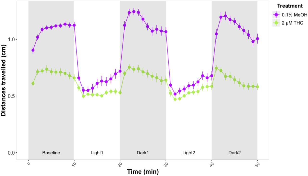 Forced light/dark test in wild type zebrafish exposed to 2 μM THC. Sample size: n=48 for each dose group. Each dot represents mean of the total distance travelled per minute. Error bars represent ±SEM.