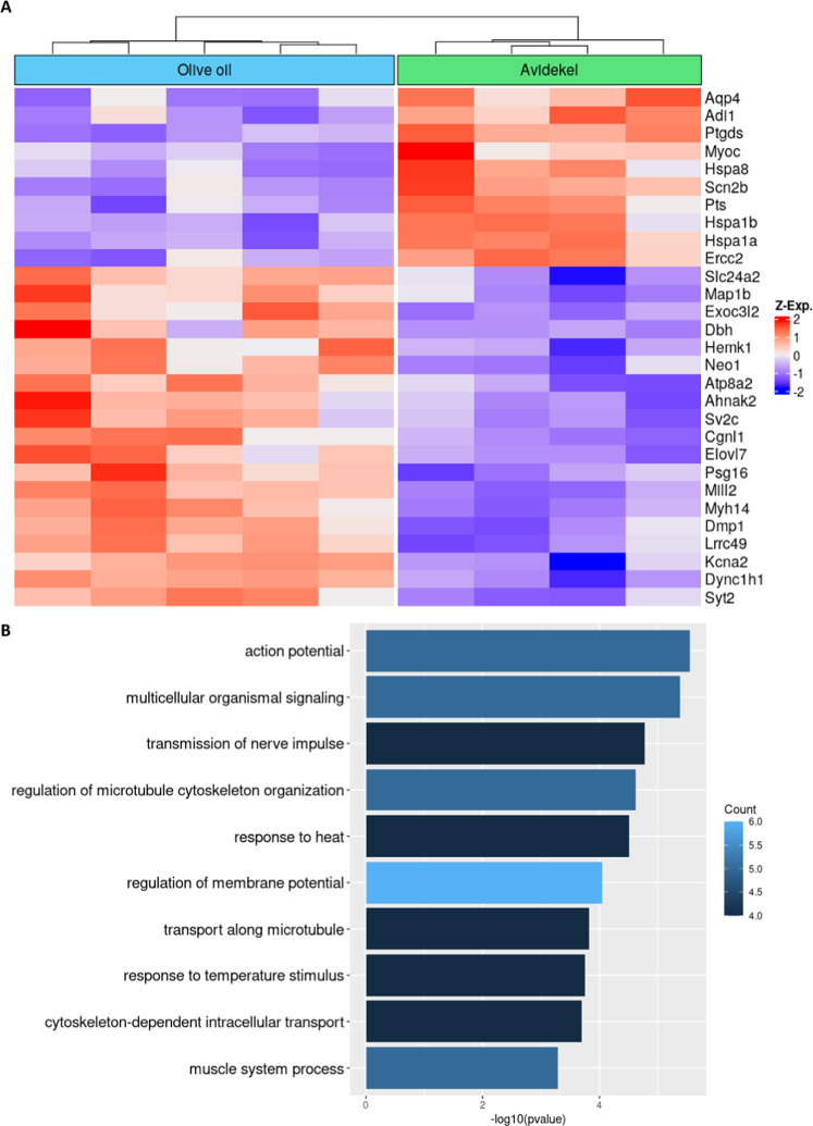 Avidekel oil treatment caused significant changes in mRNA expression in the InsG3680 Shank3 mutant mice cerebellum.A Heatmap of gene expression (batch-corrected, Z-score normalized gene counts) of the top 30 significantly differentially expressed protein coding genes (FDR < 0.05). B Significant gene ontology terms enriched in the differentially expressed genes, sorted by log-transformed p-value and colored according to the number of enriched genes for each term.