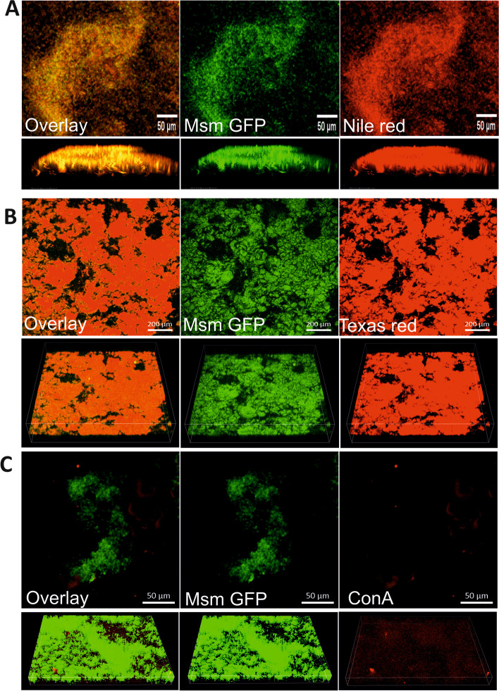 DTT-induced Msm biofilms are rich in polysaccharides. Msm overexpressing GFP were exposed to 6 mM DTT for 29 h to induce biofilm formation. Biofilms were then stained with specific fluorophores, namely, (A) Nile red (1 mM) for staining the lipids, (B) Texas red Hydrazide (0.5 mg/ml) for staining polysaccharides, (C) lectin ConA (200 μg/ml) for staining the α-mannopyranosyl and α-glucopyranosyl-rich polysaccharides. Stained biofilms were then analyzed using CLSM (Scale bar: A and C-50 µm, B-200 µm). Lower panels in A-C show the 3-D image of the biofilms. Images are representative of three independent experiments