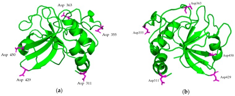 Mutation sites of PlyC CHAP. (a) 3.3 Å resolution of the PlyC CHAP crystal structure. The magenta-colored amino acids represent the potential mutation sites. (b) 180° horizontal rotation of (a). The mutation sites are solvent exposed, not structured in α-helix or β-sheets, and form no interactions with other residues.