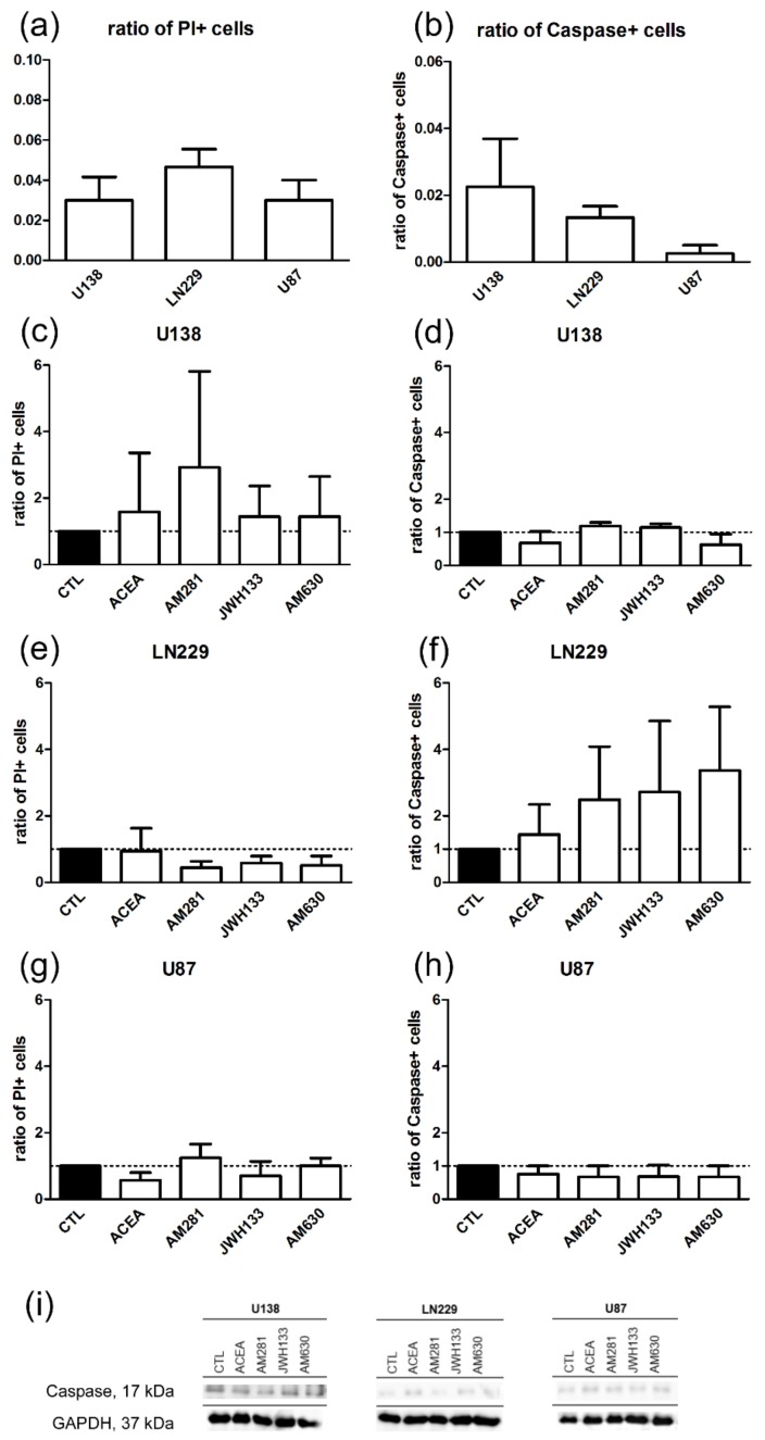 No changes in the ratio of death cells could be observed in U-138 MG, LN229, and U-87 MG cell lines after treatment with agonists (ACEA, 10 µM; JWH133, 10 µM) and antagonists (AM281, 1 µM; AM630, 1 µM) for CB1 and CB2. Differences between the cell lines in the basal level of cell death markers were not significant. Control groups of U-138 MG, LN229 and U-87 MG cell lines were compared in the ratio of positive cells for (a) propidium iodide (PI) (nU138 = 3, nLN229 = 3, nU87 = 3) and (b) caspase (nU138 = 4, nLN229 = 3, nU87 = 4). Application of ACEA, AM281, JWH133 and AM630 did not influence the ratio of PI or caspase positive cells in (c), (d) U-138 MG (nCTL = 3, nACEA = 3, nAM281 = 3, nJWH133 = 3, nAM630 = 3); (e), (f) LN229 (nCTL = 3, nACEA = 3, nAM281 = 3, nJWH133 = 3, nAM630 = 3) and (g), (h) U-87 MG cells (nCTL = 3, nACEA = 3, nAM281 = 3, nJWH133 = 3, nAM630= 3). (i) Representative Western Blots of caspase and GAPDH show no significant differences between the groups. All data were normalized to control group.