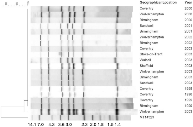 Results of RFLP analysis for isolates of the Mercian strain across the Midlands between 1995 and 2003.Each horizontal lane is an example of an individual M. tuberculosis strain from each location and year. The molecular sizes of the digested DNA fragments of MT14323 are shown in kilobases. The 8th IS6110 fragment was identified in an isolate from Wolverhampton in 2003.