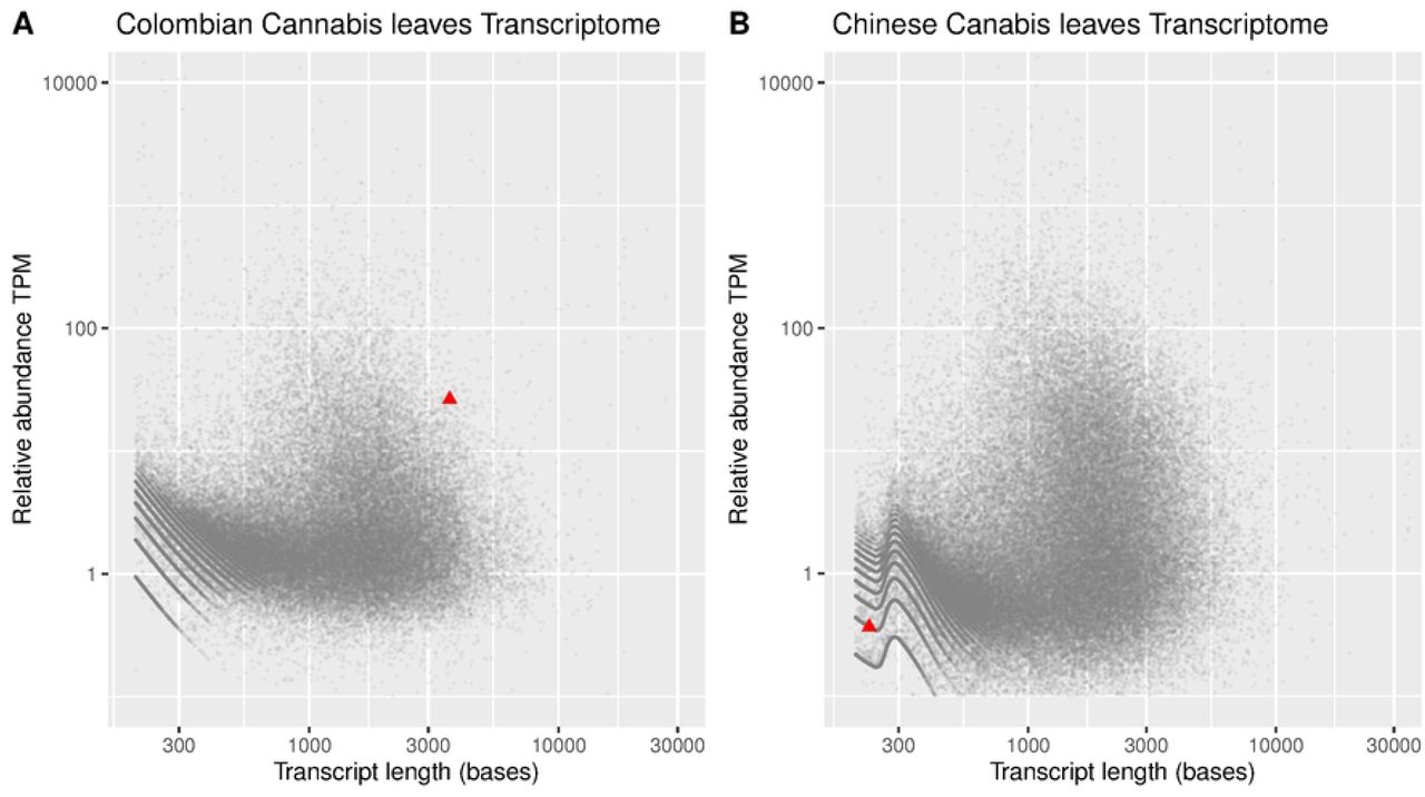 Transcriptome Expression Levels of Tobacco Necrosis Virus A - TNVA in Cannabis sativa leaves.This figure presents scatter plots illustrating the de novo assembled contigs of the transcriptome of Cannabis sativa leaves. Each contig is represented as a gray dot, with the y-axis indicating the relative abundance in TPM (Transcripts Per Million) units and the x-axis denoting the transcript length in bases. Both axes utilize a logarithmic scale for improved visualization.Red triangles indicate contigs corresponding to the TNVA viral RNA genome. Panel A depicts the leaf transcriptome of a Colombian Cannabis sativa plant infected with TNVA, while Panel B showcases the leaf transcriptome of an infected Chinese hemp plant found in the SRA database (SRR2961016).