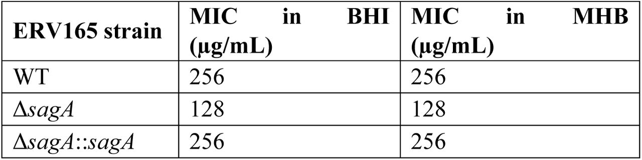 Minimum inhibitory concentration (MIC) values of VREfm susceptibility to vancomycin.