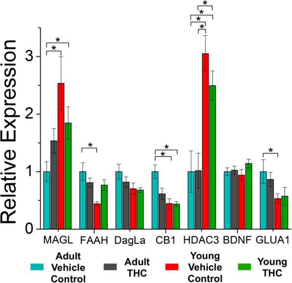 Age-dependent differences in VTA cell mRNA levels. THC-treated young mice express lower mRNA levels for CB1 when compared to vehicle control adult mice (p < 0.01, F = 1.19, df = 188). Vehicle-treated young mice also expressed lower mRNA levels for CB1 compared to vehicle-treated adults (p < 0.01, F = −1.16, df = 188). Young control mice express lower levels of fatty acid amide hydrolase (FAAH) mRNA than the adult control mice (p < 0.01, F = −1.17, df = 188). Adult control mice have lower mRNA expression levels of histone deacetylase 3 (HDAC3) compared to young control mice (p < 0.001, F = 1.61, df = 188) and young THC-treated mice (p < 0.001, F = −1.31, df = 188). Adult mice treated with THC also express lower levels of HDAC3 mRNA compared to young control mice (p < 0.001, F = −0.87, df = 188) and young THC-treated mice (p < 0.001, df = 188, F = 1.29). Adult control mice express lower mRNA levels of monoacylglycerol lipase (MAGL) compared to young control mice (p < 0.001, df = 188, F = 1.34) and compared to young THC-treated mice (p < 0.05, df = 188, F = −0.88). Young control mice also express lower levels of GluA1 mRNA compared to adult control mice (p < 0.05, df = 188, F = −0.93). Sample size was n = 10 for all groups except for the young vehicle treated mice, which has a sample size of 9. All samples are normalized to the mRNA level of the vehicle-treated adult mice. Hypothesis testing was performed with a 2-way ANOVA with treatment and age as between subject factors