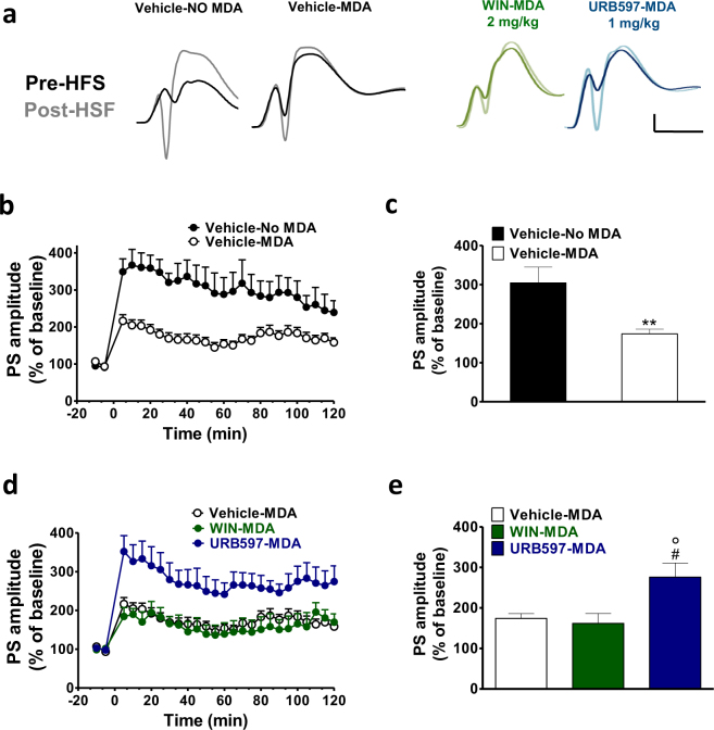 URB597 but not WIN reverted the seizure-induced LTP impairment in rats subjected to MDA acute kindling. In (a) representative field potentials at the baseline (dark traces) and 5 min after HFS (light traces) recorded in naïve rat (vehicle) and in rats subjected to MDA kindling in presence of vehicle (Vehicle-MDA), WIN (2 mg/kg) (WIN-MDA) and URB597 (1 mg/kg) (URB597-MDA). Scale bar = 3 mV and 5 ms. Dot plots (means ± SEM expressed as a percentage of baseline values) of relative population spike (PS) amplitudes from 10 min before to 120 min after HFS in control and MDA group (b) and in Vehicle post-MDA, WIN (2 mg/kg) post-MDA and URB597 (1 mg/kg) post-MDA groups (d). HFS was delivered at time point ‘0.’ (c,e). A combined plot of the averages of the PS amplitude after HFS. Each group is presented as the mean ± SEM. One-way ANOVA followed by Bonferroni’s post-hoc test; **p < 0.01 vs vehicle group; #p < 0.05 vs vehicle-MDA group; °p < 0.05. vs WIN-MDA group.