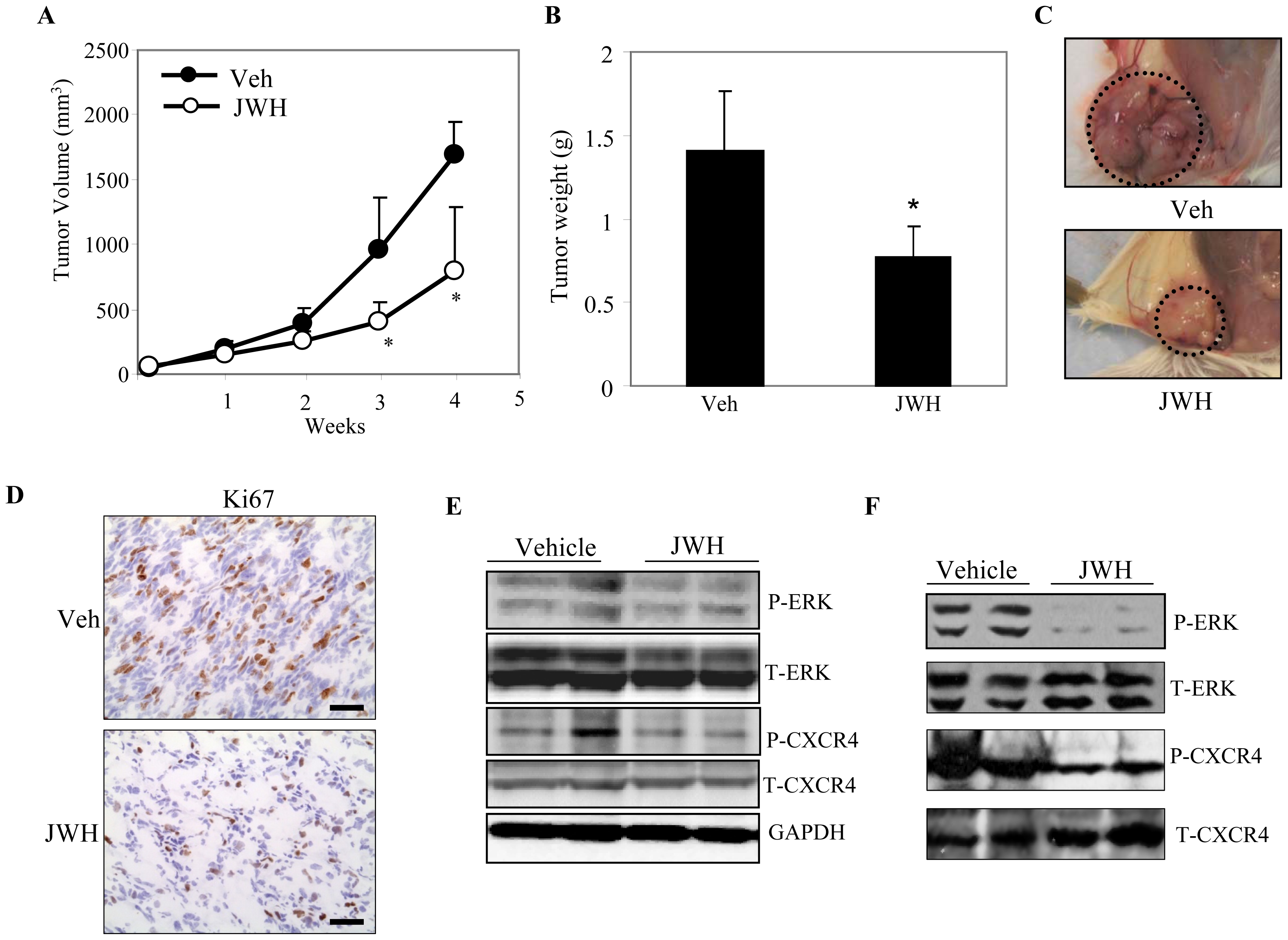 CB2 agonist inhibits tumor growth in syngenic mouse models.NT 2.5 cells (2×106 in 100 ul PBS) were implanted orthotopically into mammary gland (#4) of mice. Experimental mice (n = 5) were treated peritumorally either with JWH-015 (5 mg/kg body wt) or vehicle on alternate days for 28 days starting 14 days after injection of the cells. (A) Tumors were measured every wk with external calipers and tumor volume was calculated according to the formula V = 0.52×a 2×b, where a is the smallest superficial diameter and b is the largest superficial diameter. (B) After 28 days, the tumors were excised and weighed. (C) A representative photograph of mice showing tumors dissected from vehicle or JWH-015 treated groups. (D) Representative photomicrographs of immunostaining with Ki67 (proliferation marker) of tumors extracted from JWH-015 treated mice compared to vehicle treated. Scale bars, 50 µm. (E) Tumor lysates from mice treated with JWH or vehicle were analyzed for Phospho-CXCR4 (pCXCR4), CXCR4, Phospho-ERK (pERK), ERK and GAPDH by Immunoblotting. (F) Tumor lysates derived from PyMT transgenic mice treated with JWH or vehicle and analyzed for pERK, ERK, pCXCR4 and CXCR4 by Immunoblotting. *P<0.05 vs. vehicle. Veh: Vehicle.