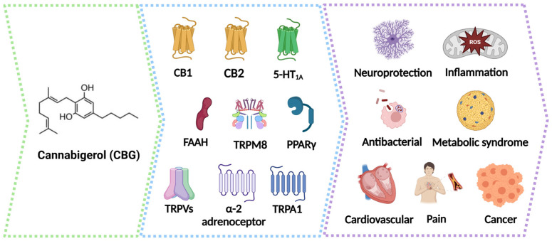 CBG-related receptors and potential therapeutical benefit. CBG acts as the agonist of the receptors of the TRPV family, PPARγ, and 5-HT1A, and as an antagonist of the receptor TRPVM8. CBG weakly agonizes the action of CB1 and partially acts as an agonist on CB2 receptor agonists. CBG also inhibits FAAH, which results in increased anandamide levels. Current studies revealed that CBG has potential therapeutic effects on neuroprotection, inflammation, antibacterials, metabolic syndrome, pain management, and cancer treatment. CB1, cannabinoid receptor type 1; CB2, cannabinoid receptor type 2; TRPM8, transient receptor potential cation channel 8; 5-HT1A, serotonin receptor 1A; FAAH, fatty acid amide hydrolase; TRPV, transient receptor potential vanilloid; PPARγ, peroxisome proliferator-activated receptor gamma.