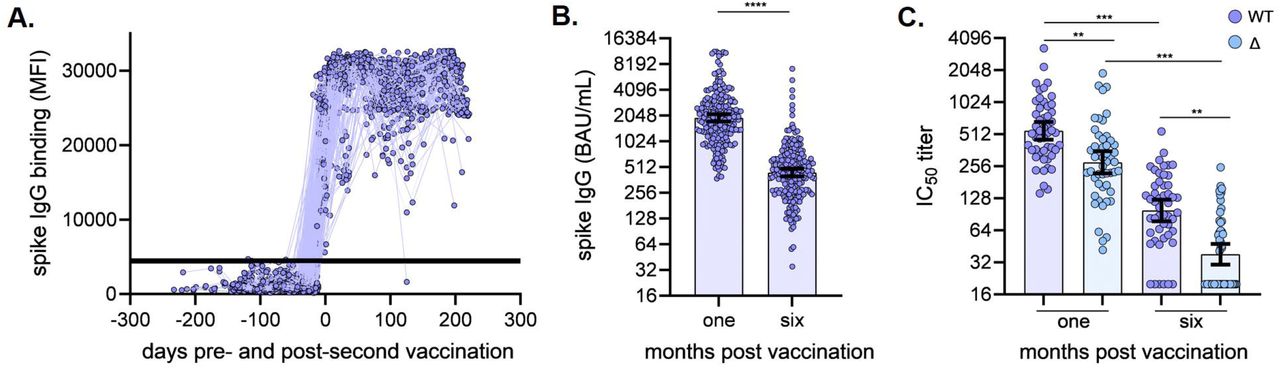 Vaccine-induced binding and neutralizing antibody responses.(A) Kinetics of vaccine-induced spike IgG bAb preceding and following second vaccination, participants n=227; MFI, median fluorescence intensity; shaded area indicates the positive/negative anti-spike IgG threshold. (B) Spike IgG bAb (BAU/mL) were quantified from serum samples collected one month (mean 36.9 days, range 23-81 days) and six months (mean 201.1 days, range 151-237 days) post vaccination, participants n=187; Wilcoxon matched-pairs signed rank test **** P < 0.001, two-tailed; y-axis is log2-scale (C) nAb titers against SARS-CoV-2 wild-type (WT) and Delta (Δ) variant from serum samples collected one month (mean 30.8 days, range 28-42 days) and six months (mean 200.1 days, range 189-219 days) post vaccination, participants n=49; Friedman ANOVA with Dunn’s multiple comparisons performed post-hoc *** P < 0.001, ** P < .01; y-axis is log2-scale. All errors bars represent the geometric mean and 95% confidence intervals.