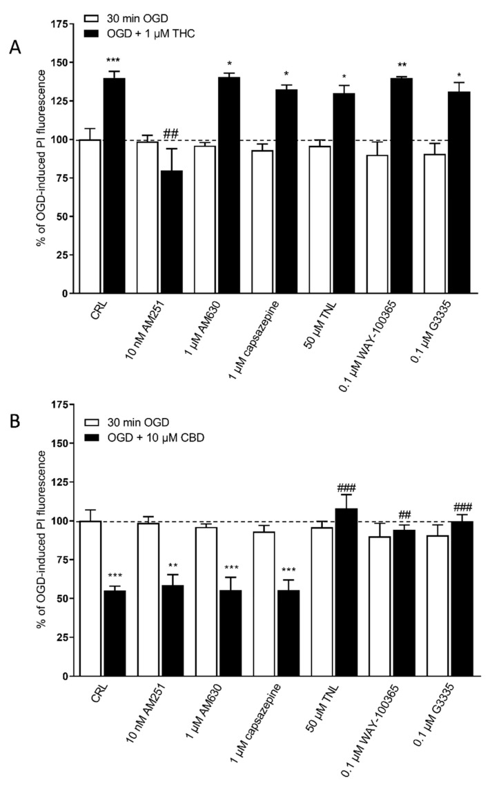 The effects of THC and CBD on OGD toxicity in rat organotypic hippocampal slices depend on different receptors. (A) The neurotoxic effects of 1 µM THC on CA1 were completely prevented only by co-incubation with the CB1 receptor antagonists AM251. (B) On the other hand, the neuroprotective effect of 10 µM of CBD was completely prevented by co-incubation with the TRPV2 antagonist tranilast (TNL), or 5HTA1 antagonist WAY-100635, or PPARγ antagonist G3335, but not by the CB1 receptor antagonists AM251, the CB2 antagonist AM630, and the TRPV1 antagonist capsazepine. Bars represent the mean ± SEM of at least 5 experiments run in quadruplicate. * p < 0.05, ** p < 0.01 and *** p < 0.001 vs. OGD; ## < 0.01vs. OGD + THC for (A); ## < 0.01vs. OGD + CBD and ### < 0.001vs. OGD + CBD for (B) (one-way ANOVA plus Tukey’s w-test).