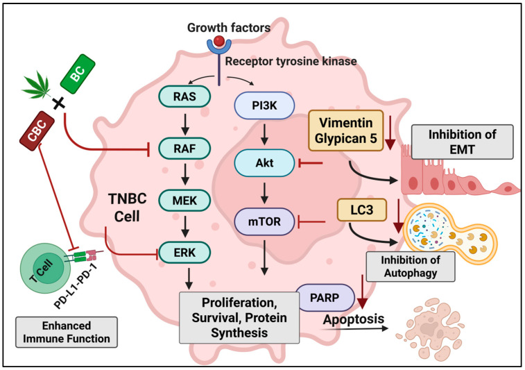 Schematic representation of the proposed molecular mechanisms underlying the anticancer activity of the CBC + BC combination in TNBC cells. CBC and BC act synergistically to inhibit key oncogenic signaling pathways, including RAS–RAF–MEK–ERK and PI3K–Akt–mTOR, leading to reduced proliferation, survival, and protein synthesis. The combination also downregulates EMT markers (Vimentin, Glypican-5), resulting in inhibition of epithelial–mesenchymal transition, and suppresses autophagy via LC3 inhibition. Additionally, CBC + BC promotes apoptosis through PARP activation and enhances anti-tumor immune response by modulating PD-L1/PD-1 signaling. Overall, the combined action of CBC and BC orchestrates multiple molecular events that converge to reduce tumor growth and invasiveness.