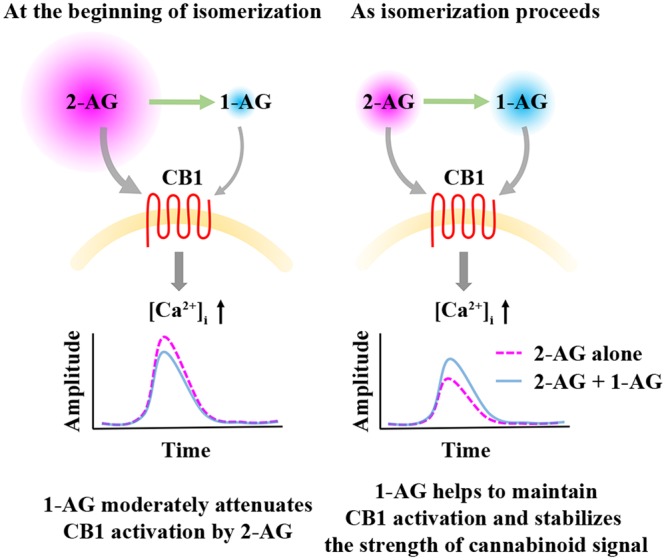 Effects of 1-AG on 2-AG mediated CB1 receptor activation and consequent Ca2+ signaling. At the beginning of isomerization (left), 1-AG is present in low concentration and exerts a weak antagonistic effect against 2-AG at CB1. As isomerization continues (right), 2-AG is gradually replaced by 1-AG, and the activation of CB1 by the increasing concentration of 1-AG becomes more pronounced. Thus, 1-AG can now compensate the decrease in the concentration of 2-AG and the consequent diminution of Ca2+ signals by maintaining CB1 activation.