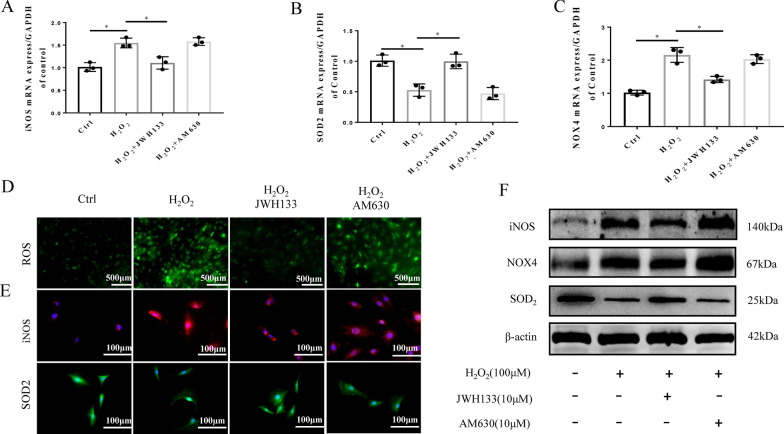CB2 activation ameliorates oxidative stress in NPCs. A–C RT-qPCR results for iNOS, SOD2 and NOX4 (*p < 0.05). D Fluorescence images showing the levels of ROS in the different groups; scale bar, 200 μm. E Representative image of ICC staining for iNOS and SOD2; scale bar, 100 μm. F Western blot results for iNOS, SOD2, and NOX4. (n = 3 Independent experiments)