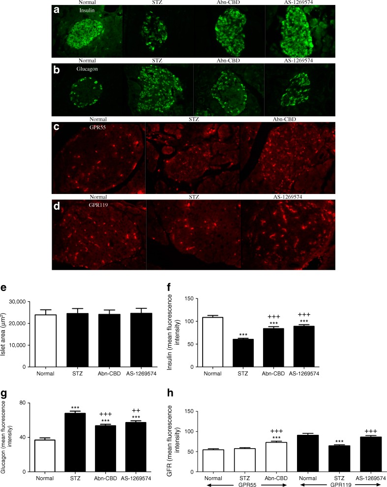 (a–d) Representative images of immunocytochemical staining for insulin (a), glucagon (b), GPR55 (c) and GPR119 (d) in the pancreas of STZ-induced diabetic mice after 28 days of treatment with Abn-CBD, AS-1269574 or saline vehicle. Magnification × 40. (e–h) Islet area (e) and relative fluorescence for insulin (f), glucagon (g), GPR55 and GPR119 (h) determined using cell F software. Values are means ± SEM for six mice, 25 islets per group. ***p < 0.001 compared with non-diabetic mice treated with saline; ++ p < 0.01 and +++ p < 0.001 compared with diabetic mice