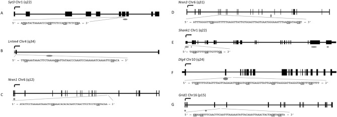 Schematics and sequences analyzed for the seven genes of interest. (A) Syt3; (B) Lrrtm4; (C) Nrxn1; (D) Nrxn3; (E) Shank1; (F) Dlg4; (G) Grid1. Genes are represented as horizontal lines with rectangles representing exons and grey ovals representing CpG islands. The sequence analyzed by bisulfite pyrosequencing is shown in the insert, with the CG sites in bold and underlined.