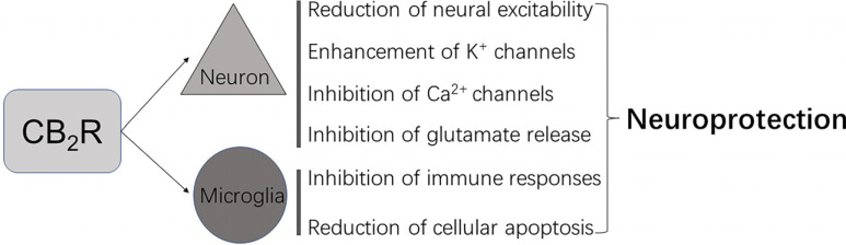 CB2R-mediated neuroprotection.