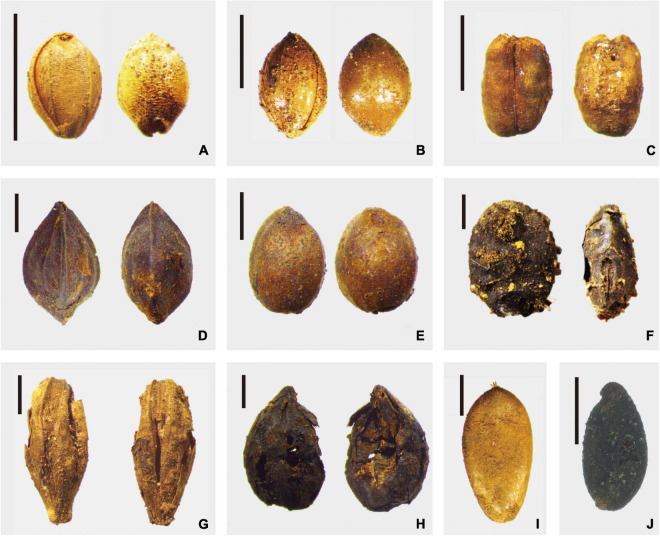 Crop remains unearthed from the Chashancun cemetery. (A) Setaria italica; (B) Panicum miliaceum; (C) Triticum aestivum; (D) Fagopyrum esculentum; (E) Cannabis sativa sub. Sativa; (F) Leguminosae; (G) Hordeum vulgare; (H) Hordeum vulgare var. coeleste; (I) Cucumis melo; and (J) Linum usitatissimum (Scale bar: 2 mm).