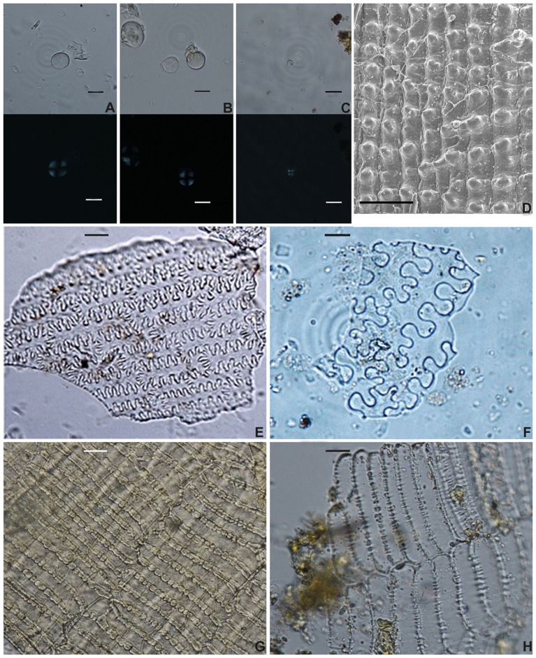 Microfossils extracted from ancient processed food.(A) starch grains from dumpling. Scale bar = 20 µm; (B) starch grains from cakes. Scale bar = 20 µm; (C) starch grains from porridge. Scale bar = 20 µm; (D) silicified epidermis from rice glume. Scale bar = 200 µm; (E) phytoliths from porridge. Scale bar = 20 µm; (F), (G) phytoliths from dumpling. Scale bar = 20 µm; (H) bran fragments from dumpling. Scale bar = 20 µm; (I) bran fragments from cakes. Scale bar = 20 µm.