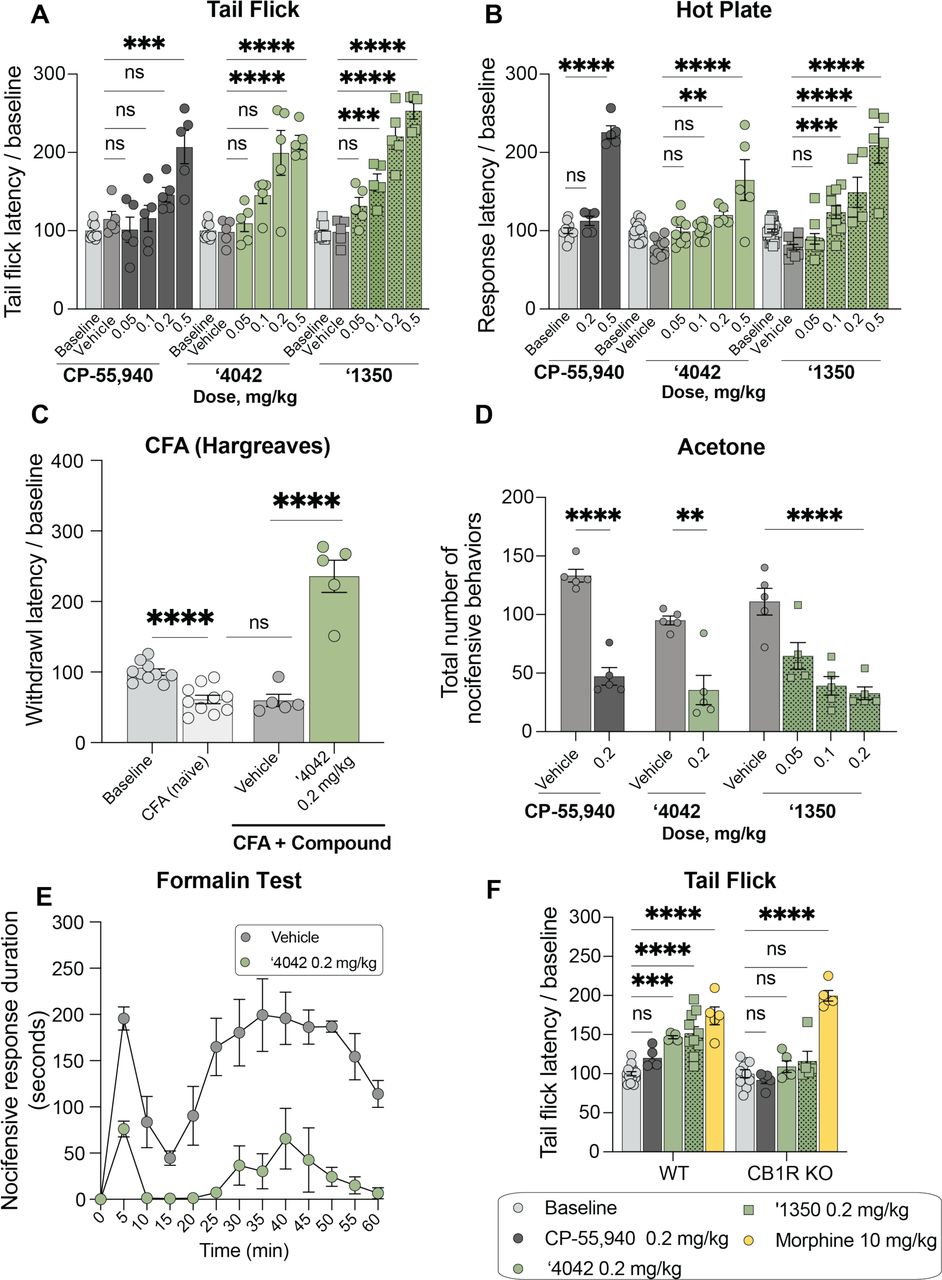 In vivo analgesic profile of ‘4042 and ‘1350.A. Dose-response activity in the tail flick assay for CP-55,940 (n = 5; one-way ANOVA, F(5, 29) = 10.9, P < 0.0001), ‘4042 (n = 5; one-way ANOVA, F(5, 29) = 17.4, P < 0.0001) and ‘1350 (n = 5; one-way ANOVA, F(5, 29) = 48.1, P < 0.0001). For all comparisons, asterisks define individual group differences to respective vehicle control using Dunnett’s multiple comparisons post-hoc test correction. B. Dose-response activity in the Hot Plate assay for CP-55,940 (n = 5; one-way ANOVA, F(2, 17) = 148.6, P < 0.0001), ‘4042 (n = 5-10; one-way ANOVA, F(5, 54) = 13.5, P < 0.0001) and ‘1350 (n = 5-10; one-way ANOVA, F(5, 64) = 29.2, P < 0.0001). For all comparisons, asterisks define individual group differences to respective vehicle control using Dunnett’s multiple comparisons post-hoc test correction. C. Hargreaves test after CFA of ‘4042 (n = 5 — 10 per group; two-tailed unpaired t-test, ‘4042 versus vehicle: t(8) = 7.2, P < 0.0001; vehicle versus CFA: t(13) = 0.13, P = 0.89) after CFA treatment (two-tailed unpaired t-test, CFA versus baseline: t(18) = 5.2, P < 0.0001). D. Chemical hyperalgesia test after spared nerve injury. Statistics defined in Fig. S11 legend. E. Nocifensive response duration after formalin treatment (n = 5; multiple two-tailed unpaired t-tests at each timepoint with the Holm-Šídák post-hoc test correction; all times *P < 0.05 – ****P < 0.0001 except 0 min. and 15 min. (interphase), not significant). F. Comparison of the effect of ‘4042, ‘1350, CP-55,940, and morphine in wildtype (WT) versus CB1R knockout (KO) mice in the Tail Flick assay (all n = 5; two-way ANOVA; genotype x drug treatment interaction: F(4, 60) = 6.7, P = 0.0002; genotype: F(1, 60) = 10.8, P = 0.001; drug treatment: F(4, 60) = 45.5, P < 0.0001; asterisks define individual group differences after Šídák’s multiple comparisons post-hoc test correction).