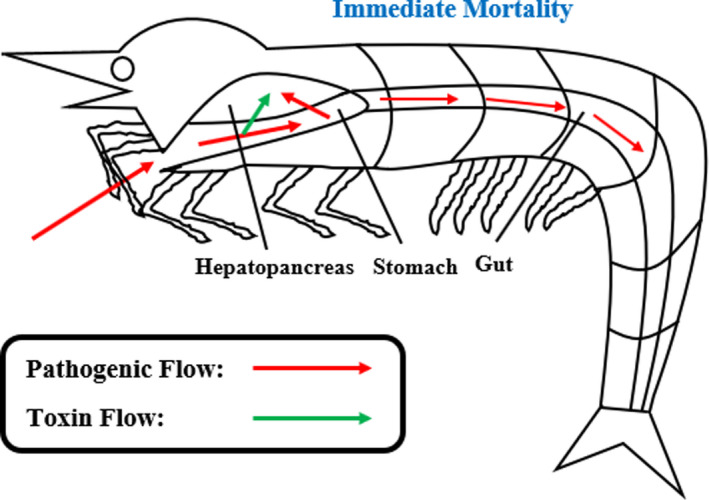 Overall pathogenic and toxin flow of AHPND infection in Penaeus monodon