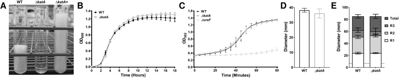 Characterization of a P. mirabilis ΔkatA mutant.The ΔkatA mutant was assessed for catalase activity (A), growth in LB (B), urease activity (C), swimming motility (D), and swarming motility (E) in comparison to wild-type P. mirabilis. (A) An SDS/peroxide foam height assay was conducted to provide phenotypic validation of successful generation of a P. mirabilis ΔkatA mutant and plasmid generated ΔkatA+ complemented strain. (B) Bacterial growth in LB at 37°C was assessed by measurement of OD600 at hourly intervals for 18 hours. Error bars represent mean ± standard deviation (SD) of 6 independent experiments with 6 technical replicates each (representative graph shown). No significant differences in growth were determined by two-way ANOVA with Dunnett’s test for multiple comparisons. (C) Urease activity in human urine was assessed by measurement of phenol red color change (OD562) at 5-minute intervals for 80 minutes, and a P. mirabilis ΔureF mutant was included as negative control. Error bars represent mean ± SD of 2 independent experiments with 6 technical replicates each. No significant differences between WT and ΔkatA were identified by two-way ANOVA. (D and E) Bacteria were cultured in LB broth overnight and stab inoculated into motility agar (D) or inoculated onto the surface of swarm agar plates (E). Motility diameter was measured in millimeters after 16 hours of incubation at 30°C (D) or 37°C (E). R1-3 indicate individual swarm ring diameters. Error bars represent mean ± SD for 3 independent experiments with at least 2 replicates each. No significant differences in motility diameter were determined by Student’s t test (D) or two-way ANOVA (E).