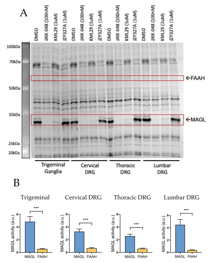 Competitive gel-based activity-based protein profiling (ABPP) reveals higher monoacylglycerol lipase (MAGL) activity over fatty acid amide hydrolase (FAAH) in trigeminal ganglia (TG) and cervical, thoracic and lumbar dorsal root ganglion (DRG). (A) Rat TG and DRG proteomes were preincubated for 1 h with vehicle (DMSO), the MAGL-inhibitors JJKK-048 (100 nM) and KML29 (1 μM) and FAAH-inhibitor JZP327A (1 μM). Then they were labeled with the fluorescent probe TAMRA-FP, as indicated in Materials and Methods. TAMRA-FP labeled bands (active serine hydrolases) appear dark after in-gel imaging. FAAH and MAGL were identified based on selective inhibition and their expected molecular weights. Notice that MAGL activity after DMSO treatment is high whereas the FAAH activity was almost absent. (B) Histograms comparing the basal activity of MAGL and FAAH in TG and DRG. Basal MAGL activity was approximately 9-fold higher compared that of FAAH in TG (in a.u., arbitrary units). Similarly, MAGL activity compared to that of FAAH was ~5-fold higher in cervical DRG, ~4-fold higher in thoracic DRG and ~11-fold higher in lumbar DRG. Unpaired t-test, *** p < 0.001, n = 8.