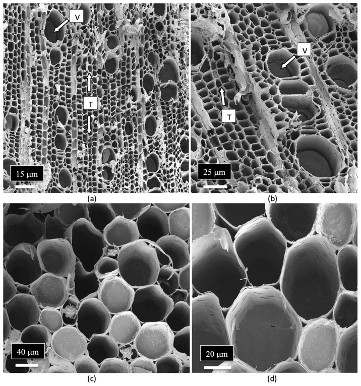 Magnified views of the xylem and pith parenchyma cells found in the stem of a cannabis mother plant as seen under the scanning electron microscope. (a) The length-wise arrangement of the tracheids (T) and vessel elements (T) can be seen. (b) A higher magnification view of the tracheids (T) and vessel elements (V). (c,d) A view of the pith parenchyma cells surrounding the pith region.