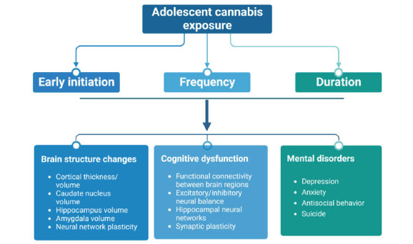 Effects of cannabis use on adolescent development. The onset, frequency, and duration of early exposure to cannabis in adolescents can affect brain development, alter cognitive function, and cause mental disorders.