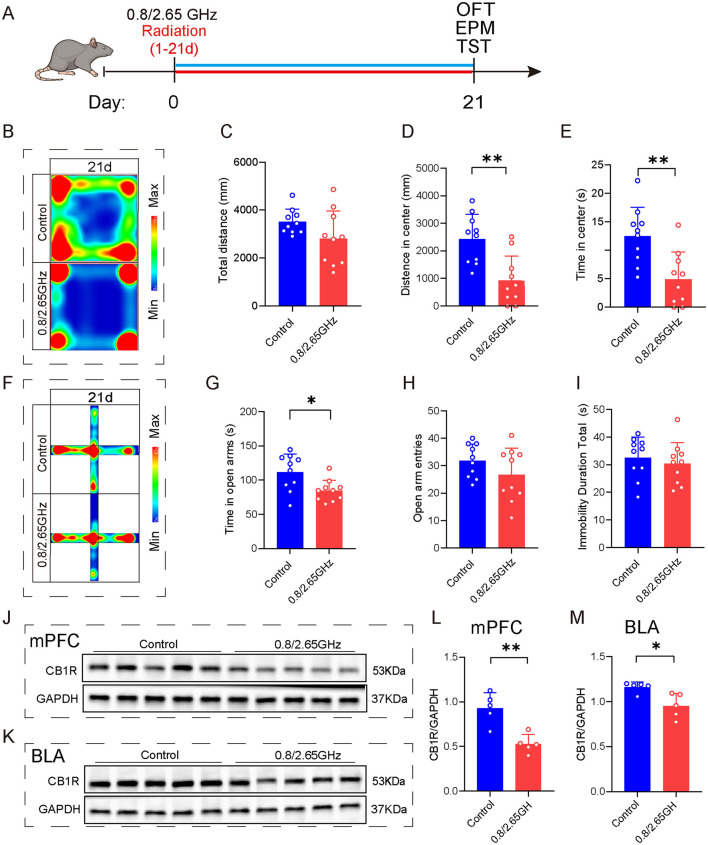 Effects of 0.8/2.65 GHz dual-frequency electromagnetic radiation on the emotions of female mice and CB1R expression in different brain regions. (A) Time axis of dual-frequency electromagnetic radiation (0.8/2.65 GHz, 4 W/Kg, 4h/day, 21 days) for behavioral tests (14:00–16:00, 0.8 GHz; 16:00–18:00, 2.65 GHz). (B–E) Open field test (OFT, 21d, 9:00–11:00); Representative heat map for statistical analysis of OFT results (21d, n = 10/group) (B), total distance (C), central distance (D), and time spent in the center (E). (F–I) Elevated plus maze test (EPM, 21d, 19:00–21:00, n = 10/group); Representative heat map for statistical analysis of EPM results (21d, n = 10/group) (F), time spent in the open arms (G), and the number of open arm entries (H). (I) Tail suspension test (TST, 20d, 19:00-21:00), relative immobility time. (J–M) Effects of electromagnetic radiation on CB1R in the mPFC and BLA of female mice; (J) Western blot images showing target protein CB1R and internal control GAPDH in the mPFC, (L) Statistical analysis of CB1R/GAPDH protein levels in the mPFC (n = 5/group), (K) WB images showing CB1R and GAPDH in the BLA, (M) Statistical analysis of CB1R/GAPDH protein levels in the BLA (n = 5/group). All data are expressed as means ± SEM, *p < 0.05, **p < 0.01, All results were analyzed using the unpaired t-test.