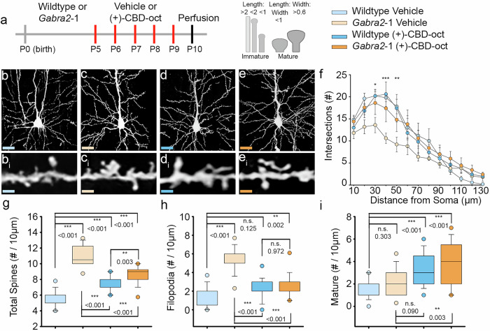 Efficacy of (+)-CBD-oct in normalizing aberrant dendritic arborization, spine density, and morphology in a mouse model of developmental epilepsy.a Timeline of developmental administration (red lines) of 20 mg*kg-1 ( + )-CBD-oct p.o. or vehicle control; schematic of dendritic spine morphology and classification. b–e Representative cortical pyramidal cells impregnated with Golgi-Cox stain. bi–ei Dendritic spine segments (10 µm in length). f Sholl analysis of dendritic arbor in pyramidal cells (Wildtype vehicle: 10.631 ± 0.485; Gabra2-1 vehicle: 7.369 ± 0.485; Wildtype (+)-CBD-oct: 10.446 ± 0.485; Gabra2-1 ( + )-CBD-oct: 10.677 ± 0.485). g Total spine density per 10 µm (Wildtype vehicle: 5.651 ± 0.159; Gabra2-1 vehicle: 10.941 ± 0.242; Wildtype (+)-CBD-oct: 7.652 ± 0.125; Gabra2-1 ( + )-CBD-oct: 8.559 ± 0.203). h Quantification of immature filopodia (Wildtype vehicle: 1.440 ± 0.217; Gabra2-1 vehicle: 5.320 ± 0.263; Wildtype (+)-CBD-oct: 2.240 ± 0.226; Gabra2-1 ( + )-CBD-oct: 2.720 ± 0.255). i Quantification of mature dendritic spines (Wildtype vehicle: 1.520 ± 0.165; Gabra2-1 vehicle: 2.320 ± 0.256; Wildtype (+)-CBD-oct: 3.320 ± 0.281; Gabra2-1 ( + )-CBD-oct: 3.760 ± 0.393). All values listed are mean ± standard error, p values from Two Way Repeated Measures ANOVA, or Two Way ANOVA with Bonferroni post hoc; or t-test. Line graphs are plotted as mean and standard error, and box plots are plotted as median, first and third quartile, and range.