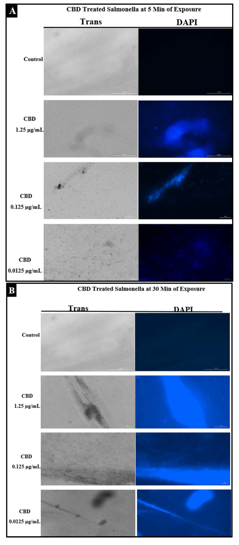 (A). Fluorescence microscopy of CBD-treated Salmonella cells stained with DAPI. Images were acquired at the time points of 5 min. DAPI staining was utilized to assess membrane integrity following treatment with CBD. (B). Fluorescence microscopy of CBD-treated Salmonella cells stained with DAPI. Images were acquired at the time points of 30 min. DAPI staining was utilized to assess membrane integrity following treatment with CBD. (C). Quantitative analysis of membrane integrity via densitometry analysis of fluorescence after DAPI staining.