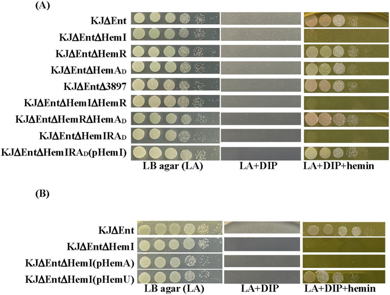 Diagram displaying bacterial growth on agar plates with various genetic modifications and conditions. Section A compares strains across LB agar, LA plus DIP, and LA plus DIP plus hemin. Section B presents similar comparisons for different genetic strains. Each row shows growth differences under the specified conditions.