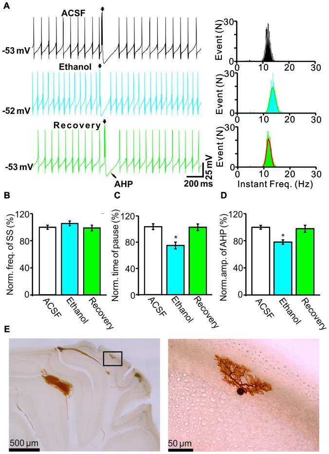 Effects of ethanol on the spontaneous activity of Purkinje cells (PCs). (A) Left, representative traces showing the spontaneous activities of a PC in the presence of artificial cerebrospinal fluid (ACSF), ethanol (300 mM) and washout. Right, histograms show the instantaneous frequency of simple spikes (SS). (B,C) Bar graphs show the effect of ethanol on the frequency (B) and the pause (C) of SSs. (D) Summary of data showing the normalized amplitude of the afterhyperpolarization (AHP) in the presence of ACSF, ethanol (300 mM) and washout. (E) The photomicrographs show the morphology of the cell, which is shown in (A). The left column shows an overview of the location of the biocytin-labeled cell. The right column shows the detail of the biocytin-labeled cell. Note that ethanol significantly decreases both the amplitude of the AHP and the pause in SS firing. n = 8 cells per group. *P < 0.05, vs. ACSF.