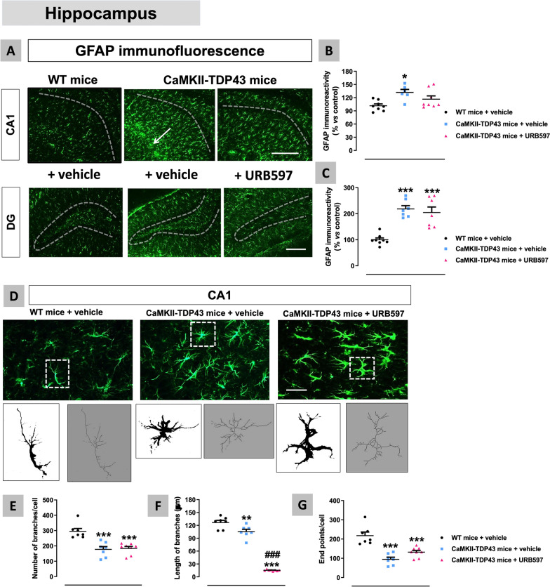 Data of GFAP immunofluorescence (panels A–C) and analysis of morphological characteristics (number and length of branches and counting of endpoints; panels D–G)) of GFAP-positive cells in the hippocampus (CA1 subfield and dentate gyrus) of FTD and wildtype male mice at PND90 after a chronic treatment with URB597 or vehicle, including representative microphotographs (panels A,D) for each genotype and treatment (scale bar = 50 μm, except in microphotographs for the morphological analysis in which they were 100 or 500 μm), in which dotted lines indicate the position of the granular layer where the neuronal cell bodies and the glial scar are located. Details in the text. Data were expressed as means ± SEM and were analysed by two-way analysis of variance followed by the Bonferroni test (*p < 0.05, ***p < 0.005 versus wildtype mice treated with vehicle; ###p < 0.005 versus FTD mice treated with vehicle)
