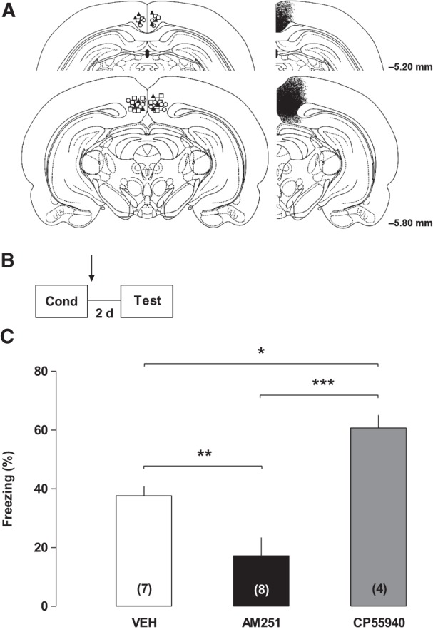 Contextual fear long-term memory consolidation requires cannabinoid activation in the RSC. (A) Illustration of the cannulae placement and drug diffusion in the retrosplenial cortex. (B) Experimental design. (C) Effects of post-training intra-RSC infusions of AM251, CP55940 or their vehicle on percentage of freezing time during a test session performed 2 d after conditioning, indicating that contextual fear long-term memory consolidation is mediated through cannabinoid receptors in the retrosplenial cortex. (*) P < 0.05, (**) P < 0.01, and (***) P < 0.001. Arrow indicates infusion time.