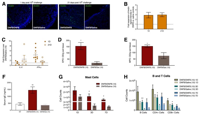 Repeated DNFB exposure in the vaginal canal provokes increased local mast cell density, upregulation of IL-6 and IFN-γ expression, increased IgE concentration in the serum, and increased numbers of B cells, T cells, and mast cells in the iliac lymph nodes. (A) Representative immunofluorescent images at 200X magnification of FITC-Avidin stained mast cells in vaginal canal tissue of DNFB and saline challenged mice 1 day and 21 days post 10th challenge; (B) Relative fluorescent intensity of DNFB challenged mice 1 day and 21 days post 10 challenges compared to saline challenged mice. n = 3; (C) Relative transcript abundance of IL-6 and IFN-γ mRNAs in the vaginal canal tissue normalized to β2-microglobulin (housekeeping) mRNA levels. n = 5–9; Local (D) eosinophil peroxidase and (E) myeloperoxidase levels in the vaginal canal, normalized to tissue weight, 1 day after 10 DNFB or saline challenges. * represents a p-value of p < 0.05. n = 3; (F) Total IgE levels in the serum measured 1 day after 10 challenges with DNFB or saline in previously sensitized mice and in age-matched untreated mice (NT). ** represents a p-value of p < 0.01. n = 4–6; Cell counts of (G) mast cells, and (H) B cells, CD4+ T cells, and CD8+ T cells in the iliac lymph nodes 1 day, 3 days, and 7 days post 10th challenge. ** and * represent a p-value of p < 0.01 and p < 0.05 respectively. n = 6.