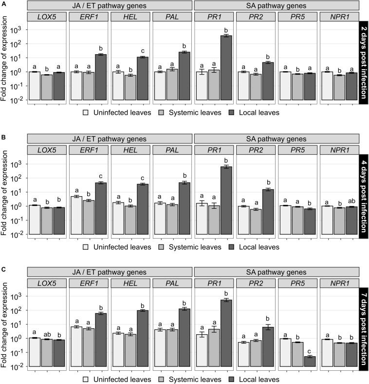 Effects of B. cinerea treatment on the expression of putative JA/ET- and SA-mediated genes at different harvest times in cannabis leaves. Fourteen-day-old cannabis plants were infected with B. cinerea (diseased plants) or left untreated (uninfected plants). Leaf tissues were sampled after (A) 2 days, (B) 4 days, and (C) 7 days. Total RNA was extracted and the expression level of eight putative defense genes was analyzed by RT-qPCR in uninfected plants (uninfected leaves, white) and diseased plants (systemic leaves remote from infection site, light gray, and local infected leaves, dark gray). Fold changes of expression were scaled per gene relatively to the average expression in uninfected leaves at 2 days after infection (expression level of 1). Means and standard errors of 36 independent biological replicates and 3 technical replicates are displayed on a log10 scale. Treatments sharing the same letter are not significantly different according to Wald chi-square test with Benjamini-Hochberg correction, α = 0.05.