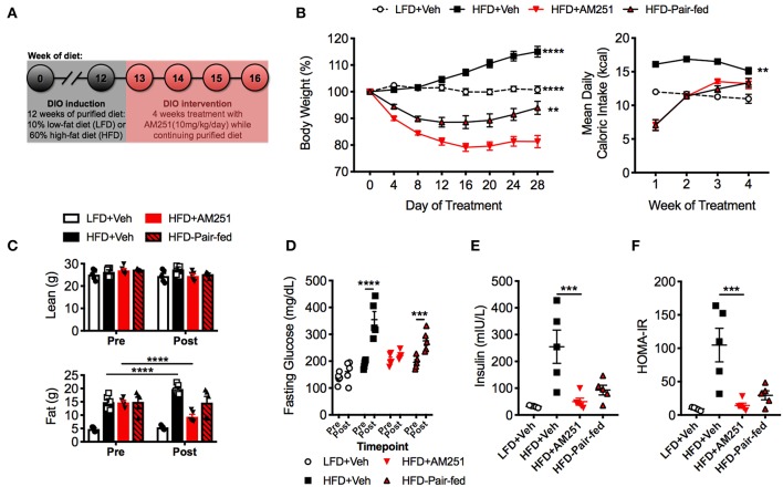 Treatment of mice with the CB1 antagonist (AM251) reverses obesity. 12-week HFD-fed obese mice were treated with the CB1 antagonist AM251 (10 mg/kg) for 4 weeks to assess intervention of obesity parameters. (A) Experimental timeline. (B) Percentage body weight growth and energy intake during the 4-week intervention. (C) DEXA body composition Pre- and Post- 4 weeks of treatment. (D) 5 h fasting blood glucose Pre- and Post- 4 weeks of treatment. (E) 5 h fasting insulin after 4 weeks of treatment. (F) Insulin resistance index (HOMA-IR) after 4 weeks of treatment. Data are mean ± SEM. N = 5 mice/group. Significance vs. HFD + AM251 was determined by one-way ANOVA (B,E,F). Significance between time points was determined two-way ANOVA (C,D). ****P < 0.0001, ***P < 0.001, **P < 0.01.