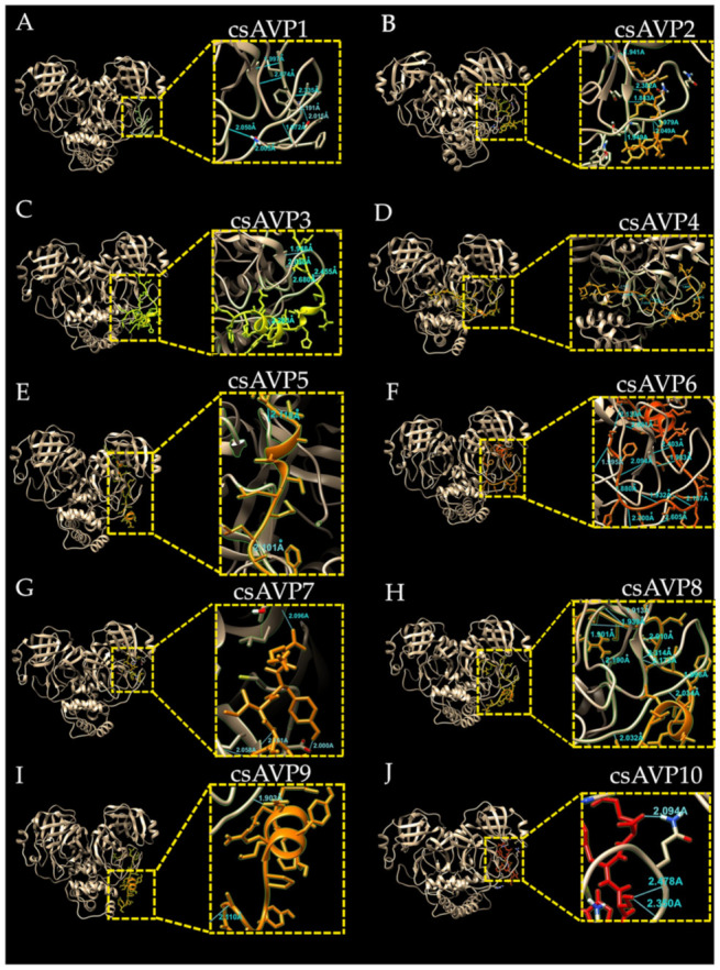 Molecular docking of the ten selected csAVPs (csAVP1-10) to the crystal structure of Coronavirus 3CL protease in the apo state (PDB ID: 7C2Q) (A–J). Structure of the coronavirus 3CL protease is shaded in gold, and the peptide chains are labeled with the csAVP number above. The blue lines indicate the hydrogen bonds with the value of bonding distance.