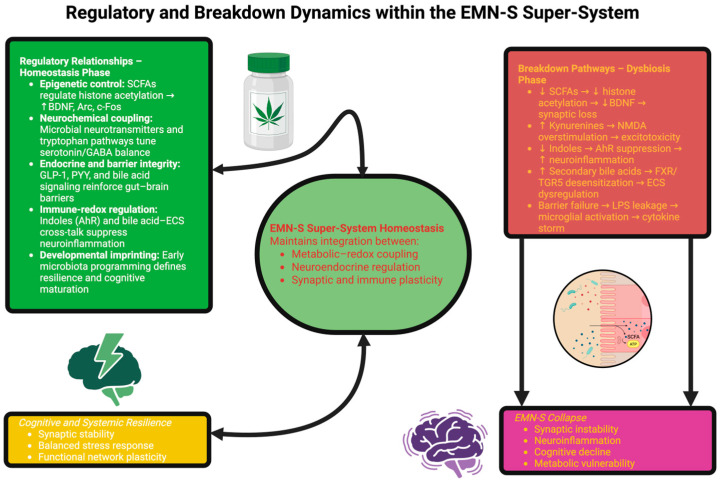 Regulatory and breakdown dynamics within the EMN-S. The diagram shows how the microbial metabolite (SCFAs, tryptophan derivative, bile acids, and microbe-derived neurotransmitter) coordinates and links epigenetic, neurochemical, neuro-endocrine, and immune-redox mechanisms for maintaining the homeostasis of the EMN-S. On the left side, under the balance conditions, the signaling pathways converge to maintain the synaptic plasticity, barrier function, and neuroendocrine homeostasis, which promote cognitive and systemic resistance. However, on the right side, dysbiosis disrupts the homeostasis of the system; loss of the signaling through SCFAs, changed metabolism of tryptophan, increased levels of secondary bile acids, and loss of barrier functions lead to a collapse of the EMN-S caused by the neuro-inflammation, excitotoxicity, and metabolic susceptibility. The arrows show the bidirectional transition from the adaptive state of the microbiome to the maladaptive state that can regulate brain-body communication.
