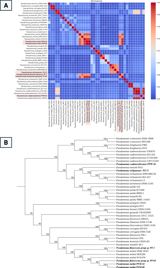 Panel A shows a square ANI heatmap comparing Pseudomonas genomes, with genome names listed on both axes and a color scale representing average nucleotide identity values between genome pairs. Panel B shows a phylogenetic tree of Pseudomonas strains with bootstrap support values displayed at major nodes, illustrating the relationships among the analyzed genomes.