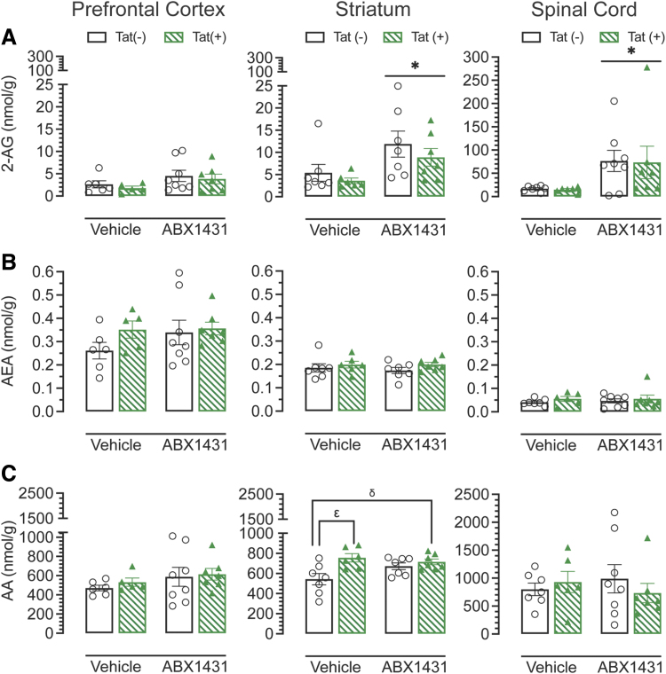 Endocannabinoid levels (nmol/g) in prefrontal cortex, striatum, and spinal cord. (A) 2-AG levels were found to be lowest in the prefrontal cortex and ABX1431 caused a significant upregulation in 2-AG levels in both, striatum and spinal cord, for both genotypes. (B) Acute ABX1431 treatment did not alter AEA levels in any regions regardless of genotype and drug treatment. (C) AA levels were comparable between the three brain regions and only striatum showed a significant drug×genotype interaction with vehicle-treated Tat(+) mice showing a significant upregulation in AA levels as compared with vehicle-treated Tat(−) mice and no change was observed with ABX1431 treatment. All data are expressed as mean±the SEM. Statistical significance was assessed by ANOVAs followed by Tukey's post hoc test where appropriate; *p≤0.05 main effect of drug; δp=0.031 genotype×drug effect; ɛp=0.009 vehicle-treated Tat(−) mice versus vehicle-treated Tat(+) mice. 2-AG, 2-arachidonoylglycerol; AA, arachidonic acid; AEA, N-arachidonoylethanolamine.