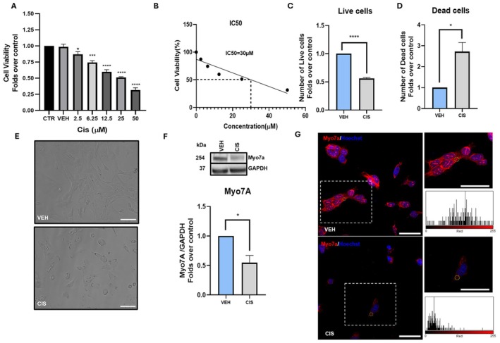 Cell viability and Myo7a quantitation in cisplatin‐treated UB/OC1 cells. (A) Cell viability of UB/OC1 cells upon treatment with increasing concentrations of cisplatin, determined by MTT assay. Statistical analysis was performed by one‐way ANOVA test with Bonferroni post hoc comparison (n = 3) (*p ≤ 0.05, ***p ≤ 0.001 and ****p ≤ 0.0001 vs control). (B) IC50 determination of cisplatin from MTT assay using linear regression. (C, D) Counting of live and dead cells respectively by using trypan blue exclusion test in VEH and CIS treated cells. Statistical analysis was performed using two‐tailed unpaired Student's t‐test (n = 3) (*p ≤ 0.05, ****p ≤ 0.0001 vs VEH). (E) Representative phase‐contrast images of VEH and CIS treated UB/OC1 cells, scale bar: 100 μm. (F) Western blot bands of Myo7a with respective GAPDH housekeeping in VEH and CIS treated cells and their densitometric quantification. Statistical analysis was performed using student's t‐test (n = 3) (*p ≤ 0.05 vs VEH). Whole western blot bands are reported in Figure S17. (G) Representative confocal microscopy images of Myo7a (red) counterstained with Hoechst nuclear dye (blue), scale bar: 50 μm. Although dotted boxes show zoomed‐in views of UB/OC1 cells, and the corresponding histograms are representative of the yellow circle‐marked areas. Data are presented as mean ± SEM. CIS, cisplatin; CTR, control; GAPDH, glyceraldehyde‐3‐phosphate dehydrogenase; IC50, half‐maximal inhibitory concentration; MTT, 3‐(4,5‐dimethylthiazol‐2‐yl)‐2,5‐diphenyltetrazolium bromide; Myo7a, myosin 7a; VEH, vehicle.